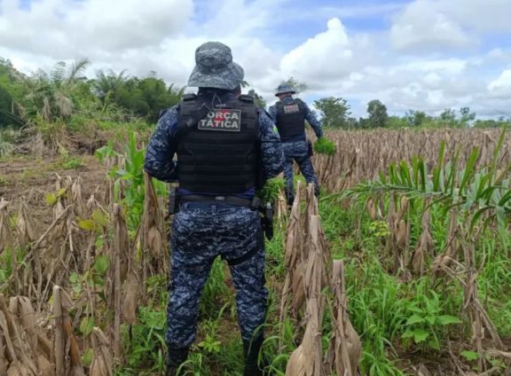Policiais encontraram pés de maconha em lavoura de milho — Foto: PMRO/Reprodução